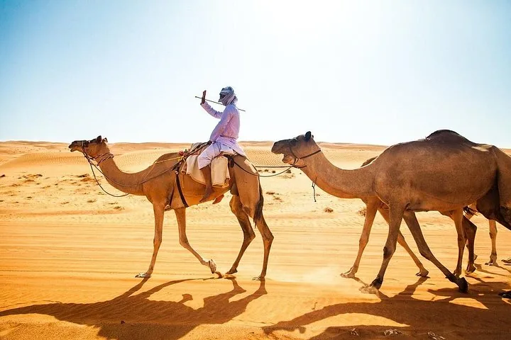 A guide in traditional clothing leading camels across the desert sand.