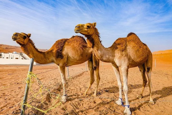 Two camels standing on the sand near a wire fence in the desert.