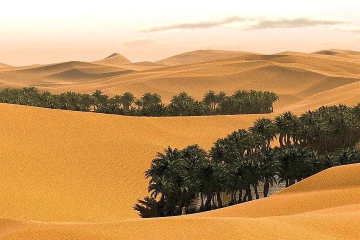 Una hilera de palmeras creciendo en un paisaje de dunas de arena del desierto.
